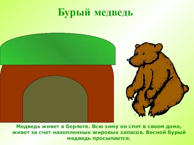 Бурый медведь Медведь живет в берлоге. Всю зиму он спит в своем