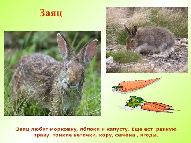 Заяц Заяц любит морковку, яблоки и капусту. Еще ест разную траву, тонкие