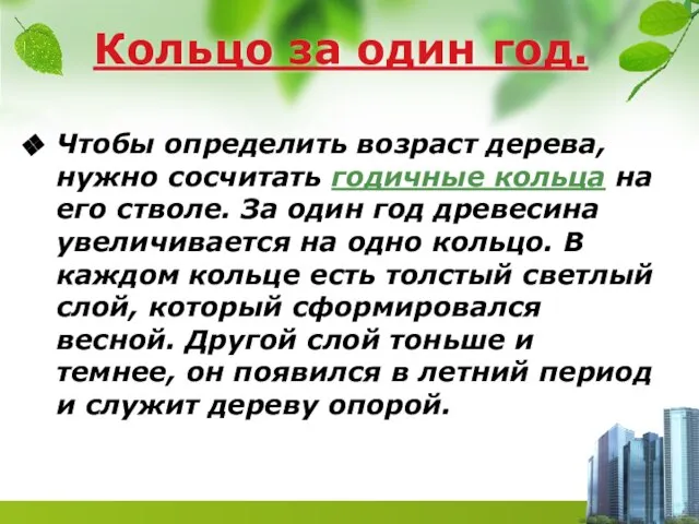 Кольцо за один год. Чтобы определить возраст дерева, нужно сосчитать годичные кольца