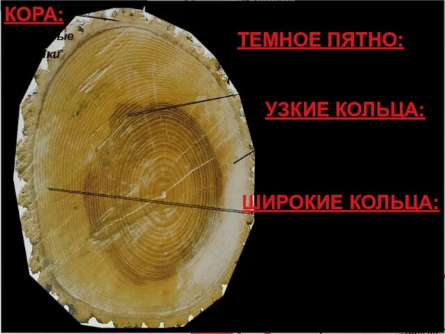 КОРА: Мертвые клетки ТЕМНОЕ ПЯТНО: Дерево было затронуто огнем (может, в него