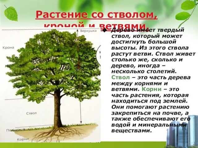 Растение со стволом, кроной и ветвями. Дерево имеет твердый ствол, который может