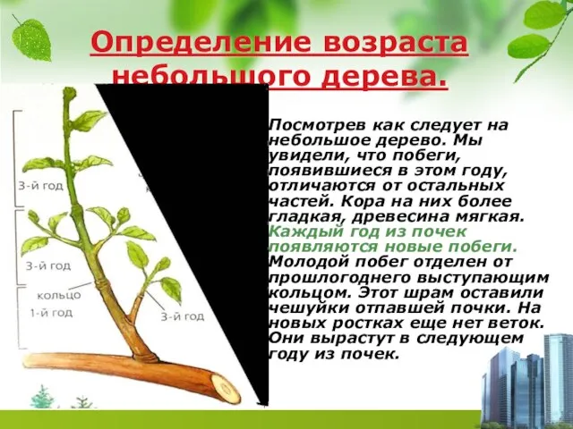 Определение возраста небольшого дерева. Посмотрев как следует на небольшое дерево. Мы увидели,