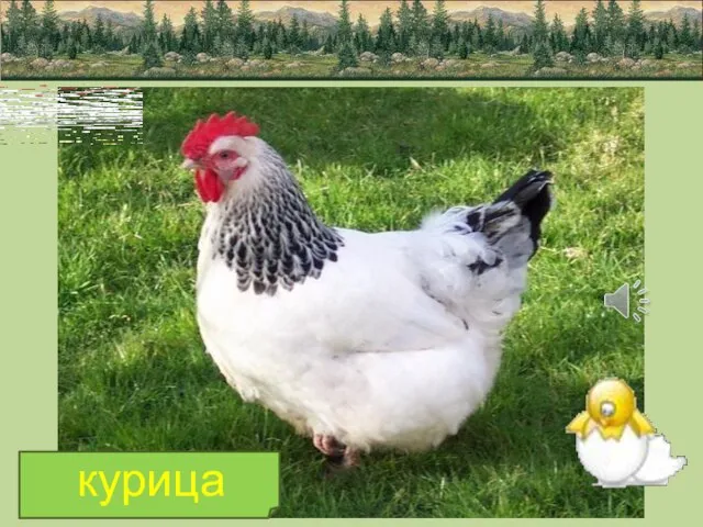 курица