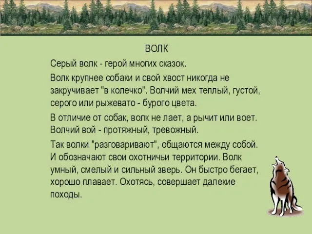 ВОЛК Серый волк - герой многих сказок. Волк крупнее собаки и свой