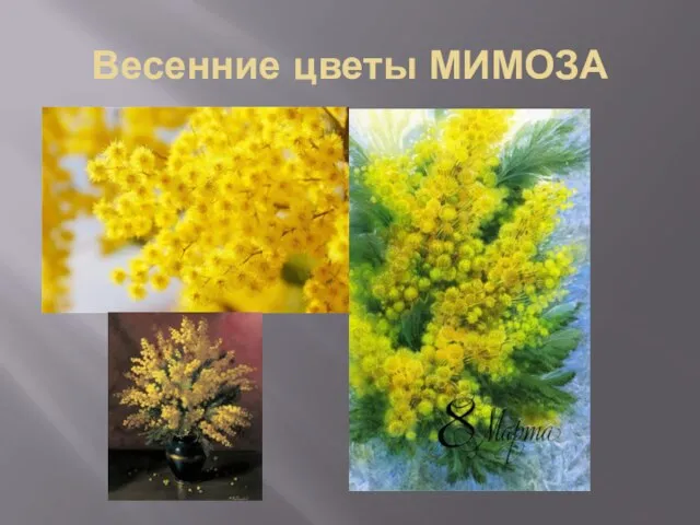 Весенние цветы МИМОЗА