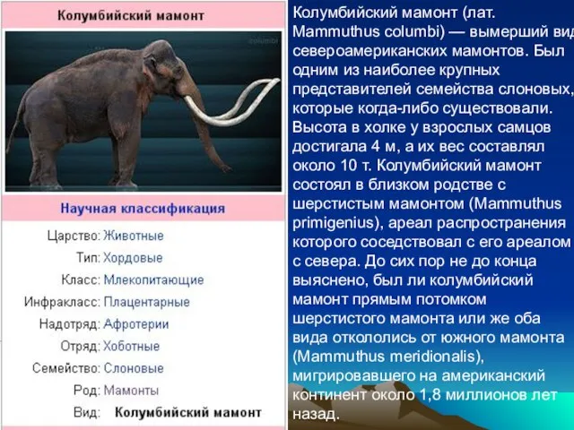 Колумбийский мамонт (лат. Mammuthus columbi) — вымерший вид североамериканских мамонтов. Был одним