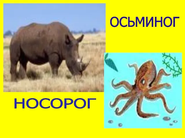 ОСЬМИНОГ НОСОРОГ