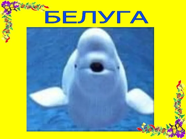 БЕЛУГА