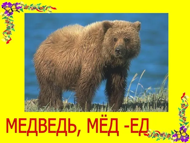 МЕДВЕДЬ, МЁД -ЕД