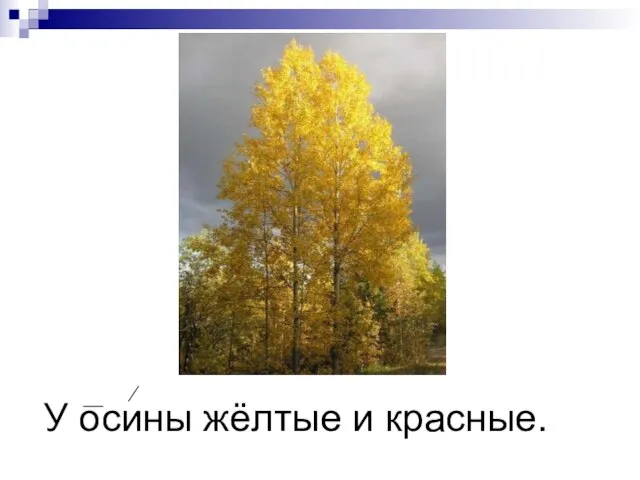 У осины жёлтые и красные.