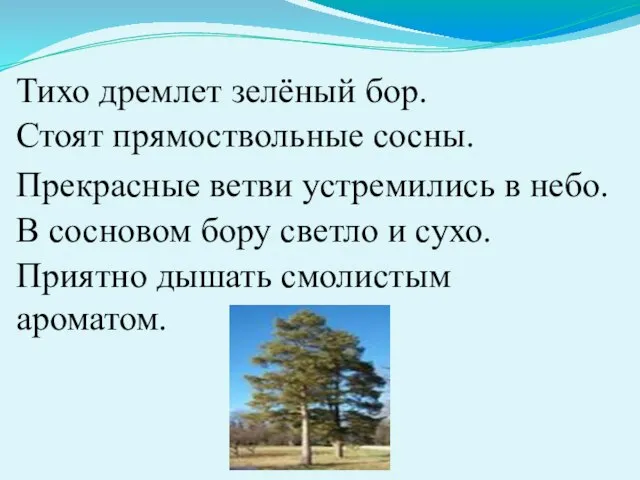 Тихо дремлет зелёный бор. Стоят прямоствольные сосны. Прекрасные ветви устремились в небо.