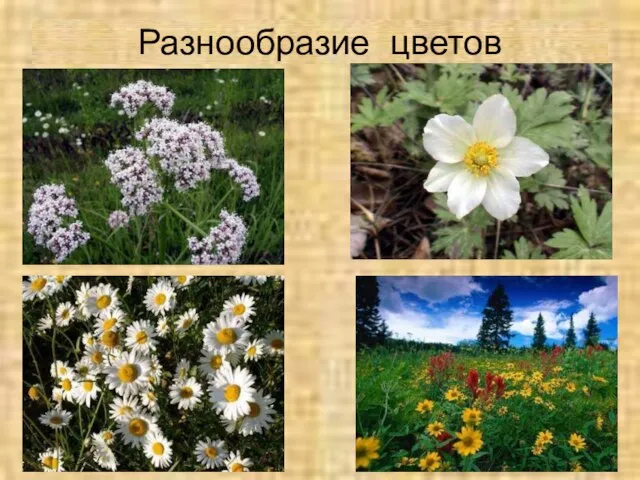 Разнообразие цветов