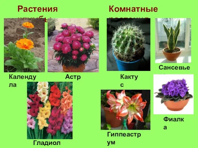 Растения клумбы Комнатные растения