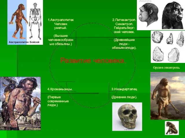 Орудия синантропа. Развитие человека.