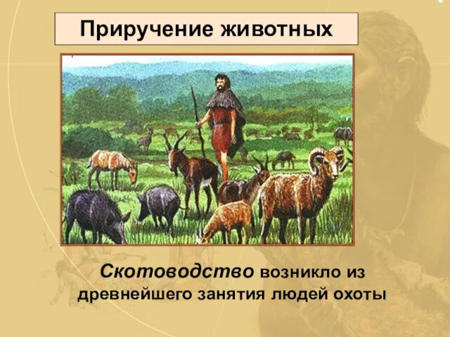 Приручение животных Скотоводство возникло из древнейшего занятия людей охоты