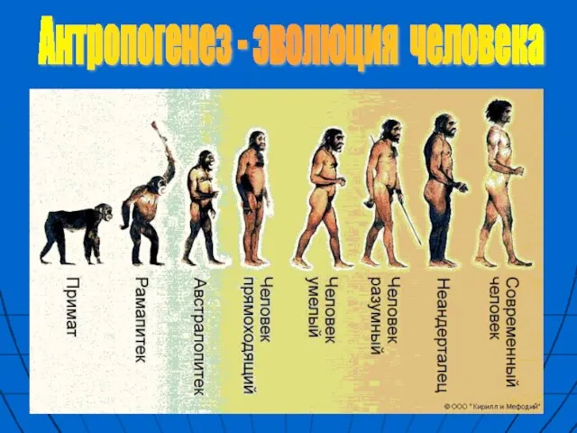 Антропогенез - эволюция человека