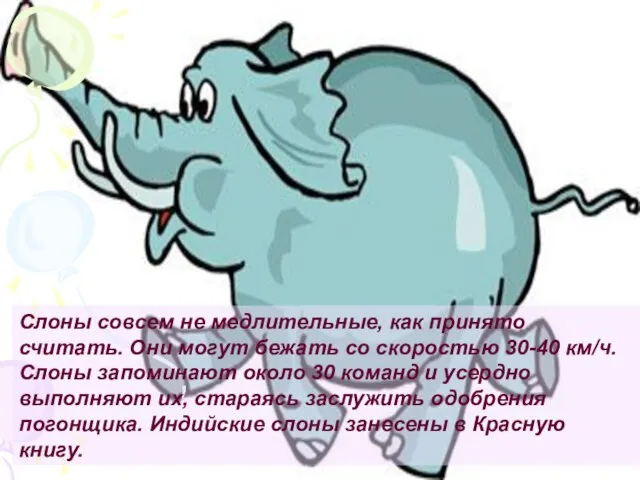 Слоны совсем не медлительные, как принято считать. Они могут бежать со скоростью