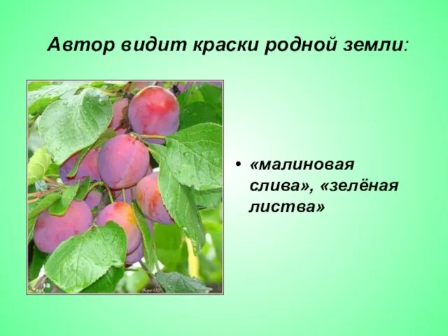 Автор видит краски родной земли: «малиновая слива», «зелёная листва»