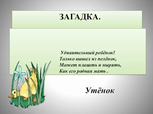 Загадка. Удивительный ребёнок! Только вышел из пелёнок, Может плавать и нырять, Как