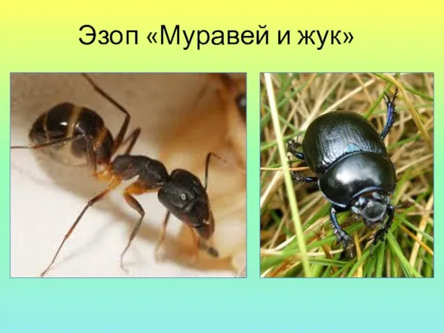 Эзоп «Муравей и жук»