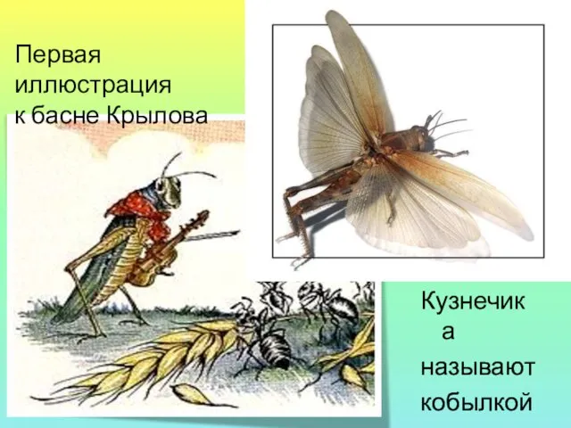 Первая иллюстрация к басне Крылова Кузнечика называют кобылкой.