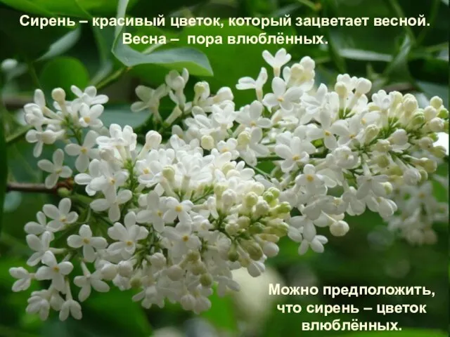 Сирень – красивый цветок, который зацветает весной. Весна – пора влюблённых. Можно