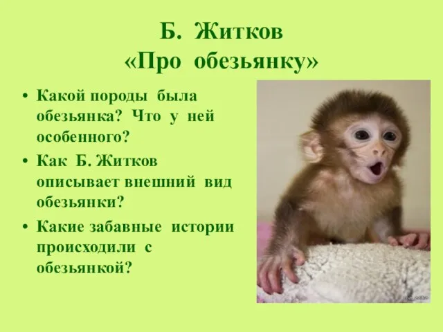 Б. Житков «Про обезьянку» Какой породы была обезьянка? Что у ней особенного?
