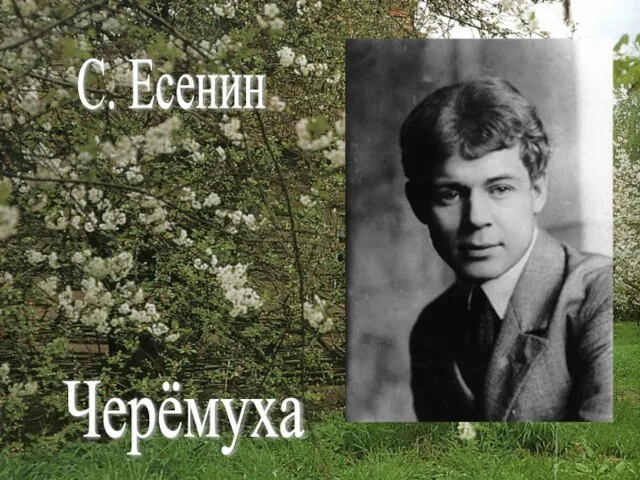 С. Есенин Черёмуха
