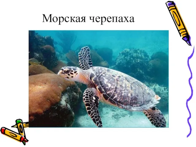 Морская черепаха