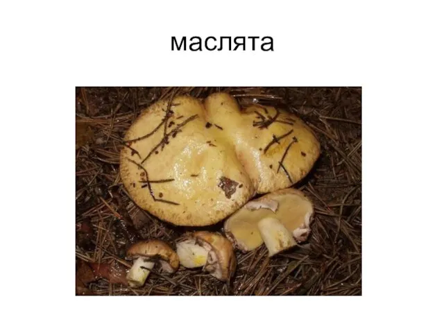 маслята