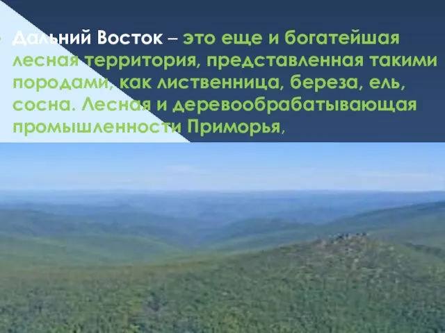 Дальний Восток – это еще и богатейшая лесная территория, представленная такими породами,