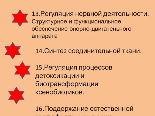 13.Регуляция нервной деятельности. Структурное и функциональное обеспечение опорно-двигательного аппарата 14.Синтез соединительной ткани.