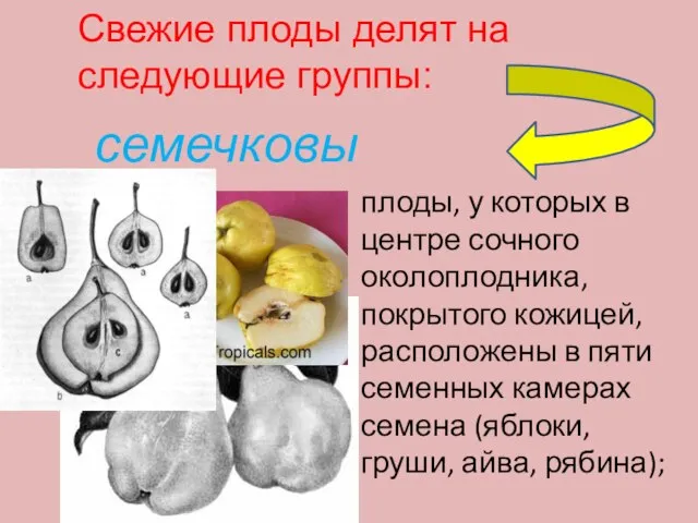 Свежие плоды делят на следующие группы: семечковые плоды, у которых в центре