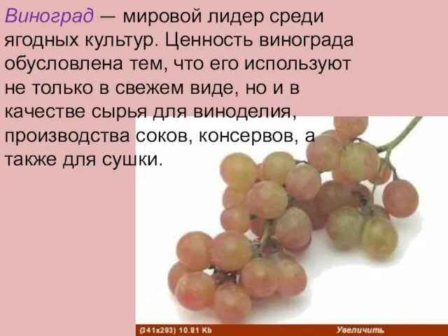 Виноград — мировой лидер среди ягодных культур. Ценность винограда обусловлена тем, что