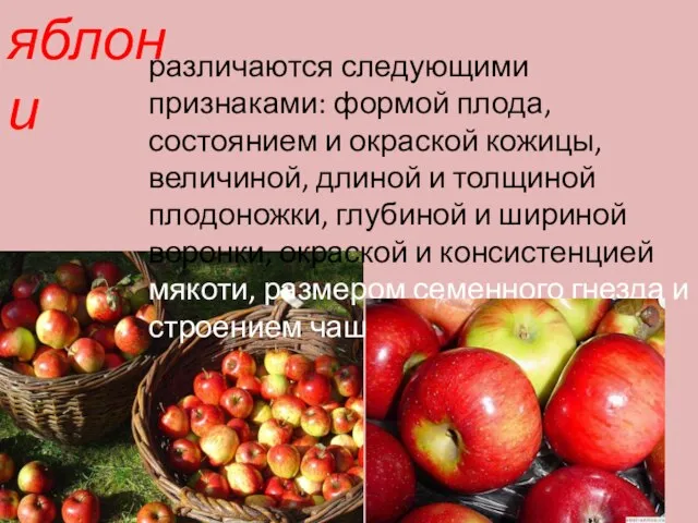 яблони различаются следующими признаками: формой плода, состоянием и окраской кожицы, величиной, длиной