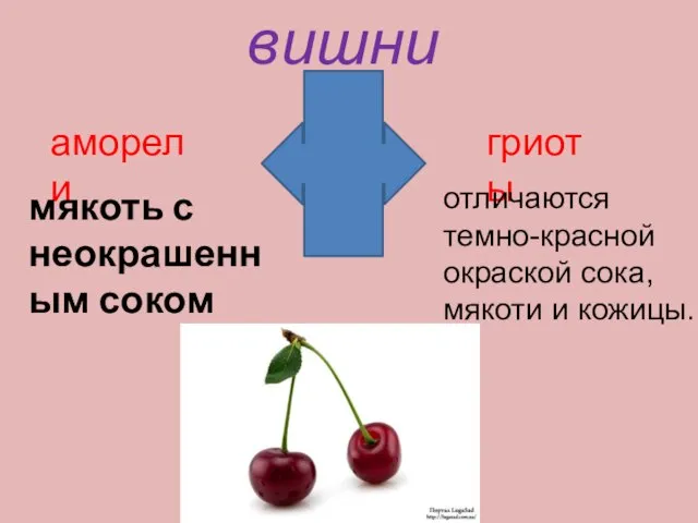 вишни гриоты аморели мякоть с неокрашенным соком отличаются темно-красной окраской сока, мякоти и кожицы.