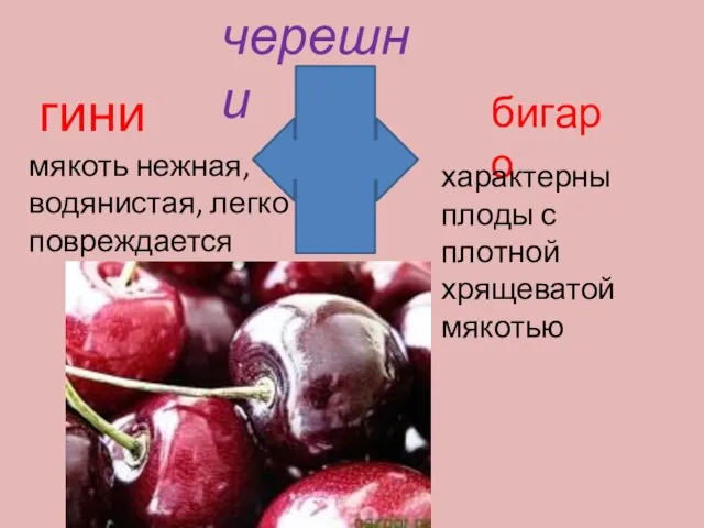 черешни гини бигаро. мякоть нежная, водянистая, легко повреждается характерны плоды с плотной хрящеватой мякотью