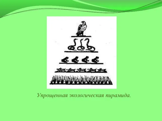 Упрощенная экологическая пирамида.