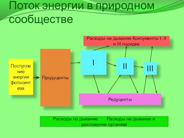 Поток энергии в природном сообществе Поступление энергии фотосинтеза Продуценты I II III