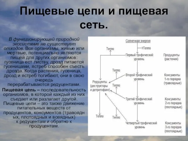 Пищевые цепи и пищевая сеть. В функционирующей природной экосистеме не существует отходов.