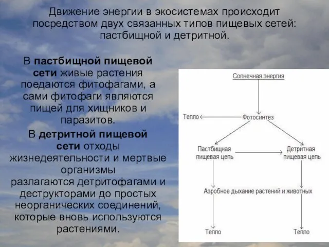 В пастбищной пищевой сети живые растения поедаются фитофагами, а сами фитофаги являются