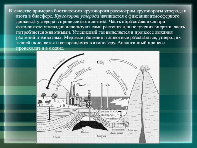 В качестве примеров биотического круговорота рассмотрим круговороты углерода и азота в биосфере.