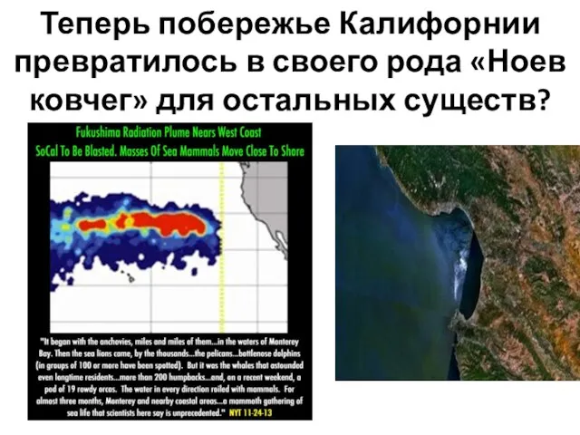 Теперь побережье Калифорнии превратилось в своего рода «Ноев ковчег» для остальных существ?