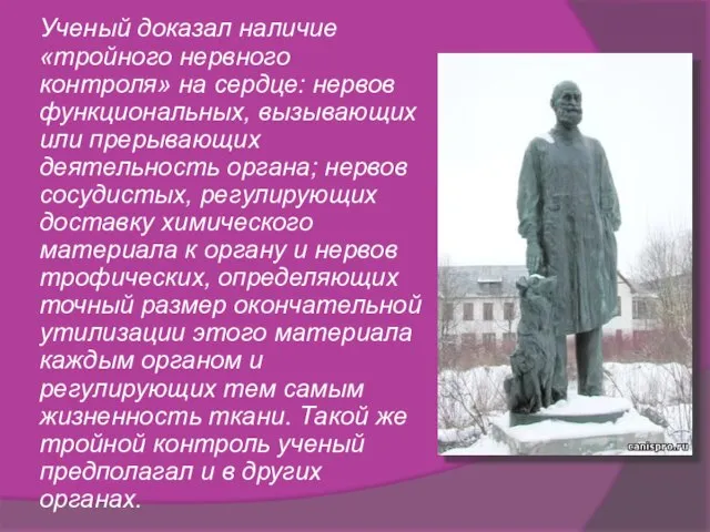 Ученый доказал наличие «тройного нервного контроля» на сердце: нервов функциональных, вызывающих или