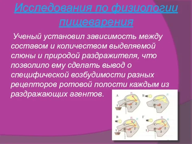 Исследования по физиологии пищеварения Ученый установил зависимость между составом и количеством выделяемой