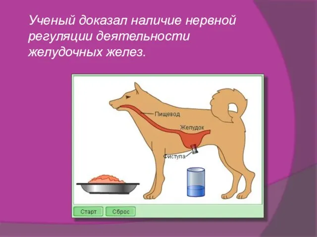 Ученый доказал наличие нервной регуляции деятельности желудочных желез.