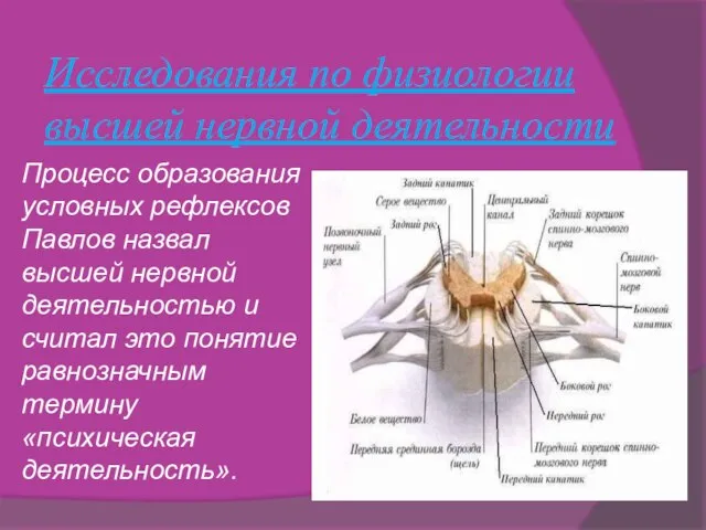 Исследования по физиологии высшей нервной деятельности Процесс образования условных рефлексов Павлов назвал