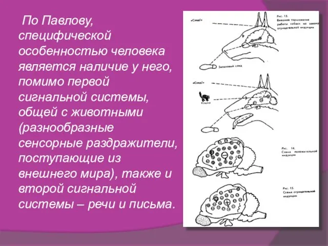 По Павлову, специфической особенностью человека является наличие у него, помимо первой сигнальной