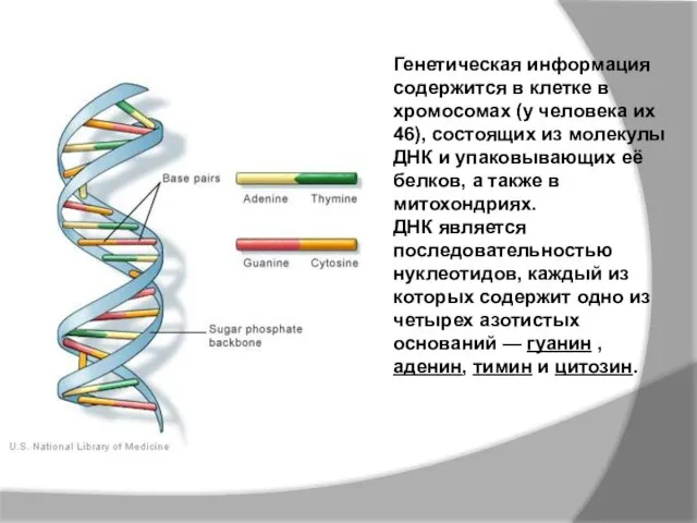 Генетическая информация содержится в клетке в хромосомах (у человека их 46), состоящих