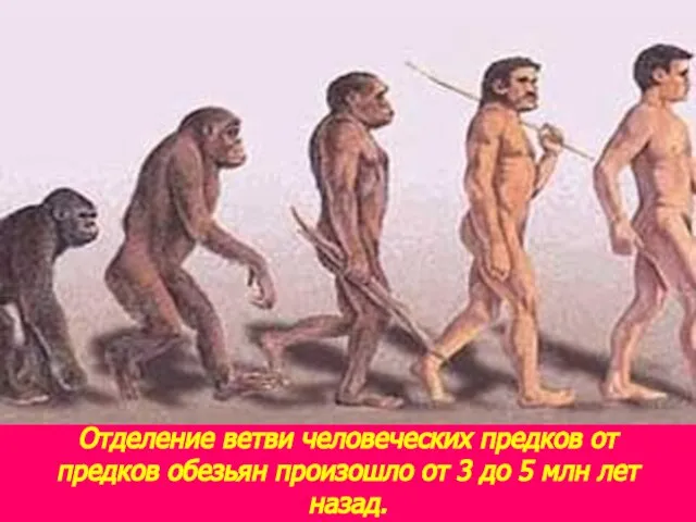 Отделение ветви человеческих предков от предков обезьян произошло от 3 до 5 млн лет назад.